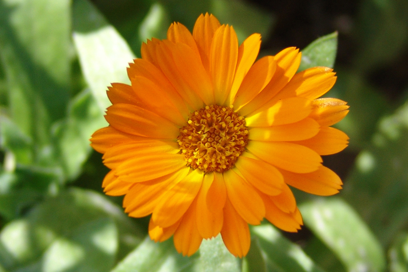 7 grams (400+) Calendula seeds “Pacific Beauty” Mix of Calendula officinalis