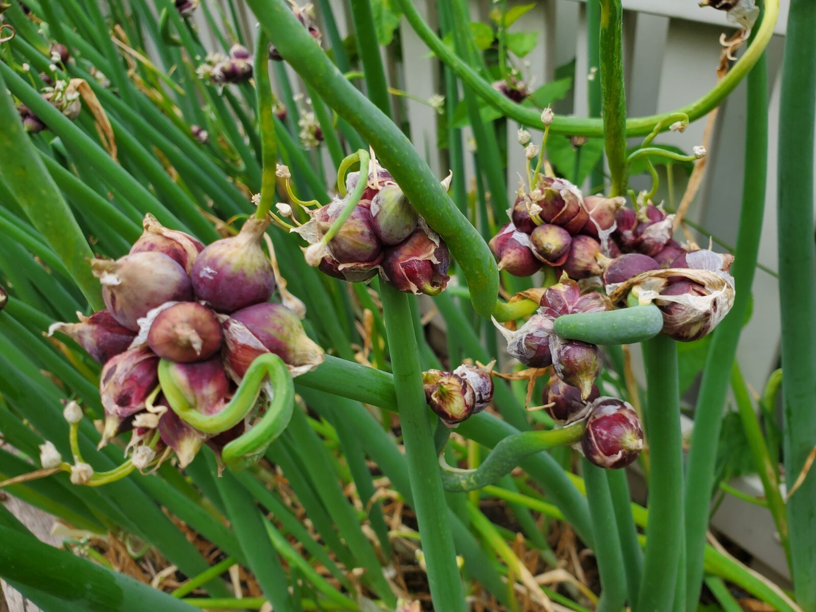 Egyptian Walking Onion Bulblets 30 Smaller Sz Lot Organic Heirloom 2026 Harvest