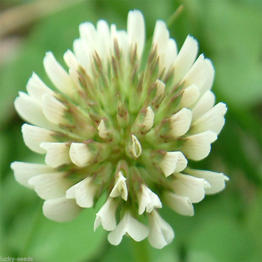 SeedRanch White Dutch Clover Seed: Nitro-Coated & Inoculated – 5 Lbs.