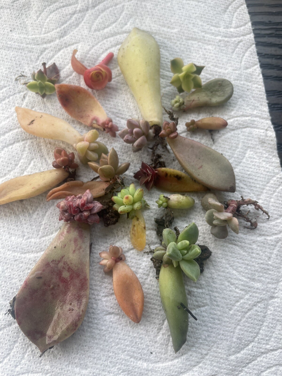 Premium Set 50+ Color Leaves With Baby Or Small Baby Succulents Multiples Type