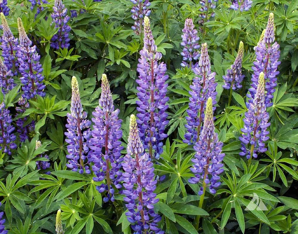 Wildflower Mix HUMMINGBIRD BLEND Perennials Annuals Heirloom Non-GMO 1500 Seeds