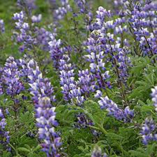 ARROYO LUPINE 100 SEEDS BEAUTIFUL PURPLE FLOWERS