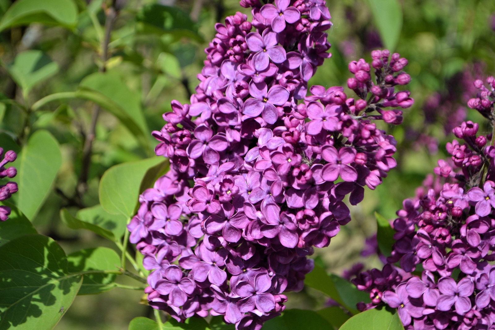 25 FRENCH / Old FASHIONED LILAC Syringa Vulgaris Flower Shrub Bush Seeds