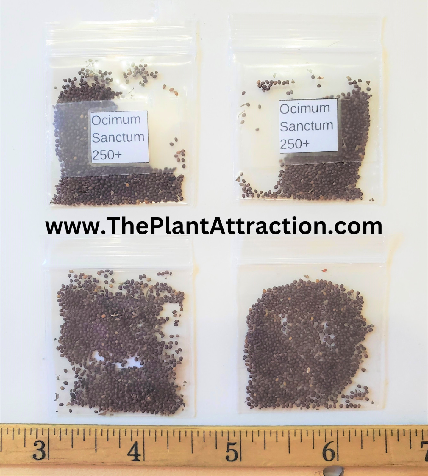Ocimum Sanctum 250+ Seeds, Tulsi Holy Basil Culinary Therapeutic Herb