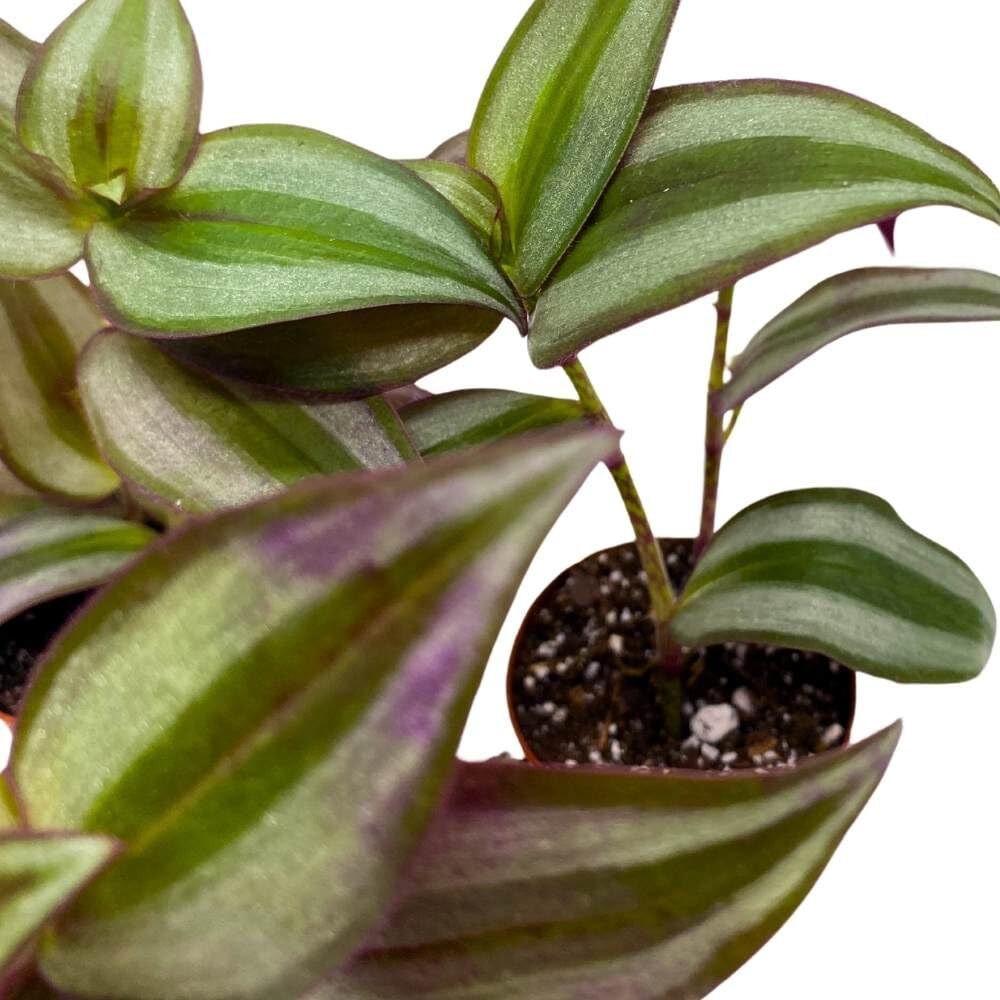 Tradescantia Silver Zebrina 2 inch Set of 3 Grey Wandering Dude pendula Spiderwo