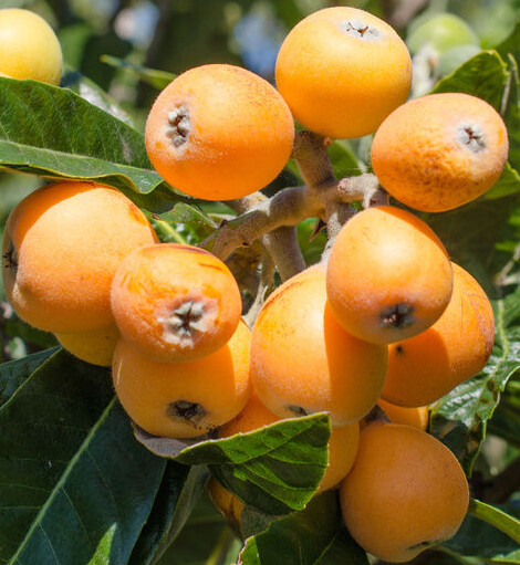 Tropical Japanese Chinese Plum BIG JIM Golden Loquat Fruit Tree Rooted Plants