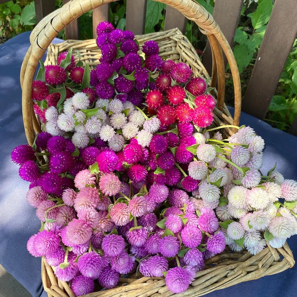 100pcs Globe Amaranth Gomphrena Globosa Seeds Mixed Colors Amaranthus green