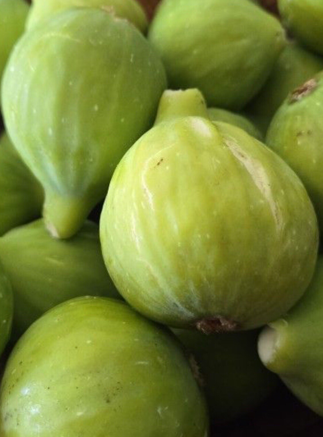 6 cuttings Fig tree stems unrooted delicious sweet fruit organic propagation.