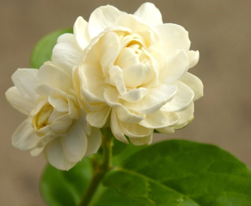 4″ Pot~Grand Duke of Tuscany Jasmine~Jasminum Sambac~Extremely Fragrant!