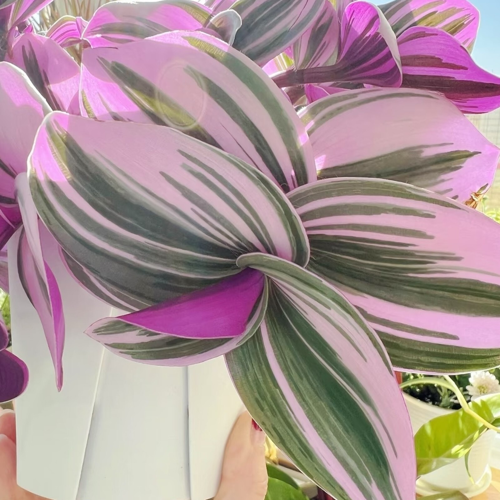 3 Unrooted 3”-4” Tradescantia Nanouk Cuttings Rare Pink Wandering Jew Houseplant