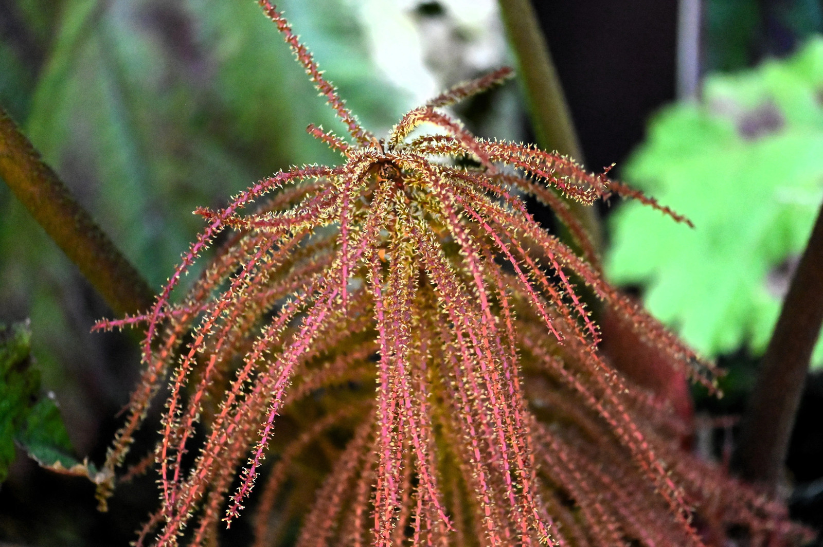 10 GUNNERA INSIGNIS Giant Rhubarb (Leaves to 6′, Red Flower Spikes to 3′) Seeds