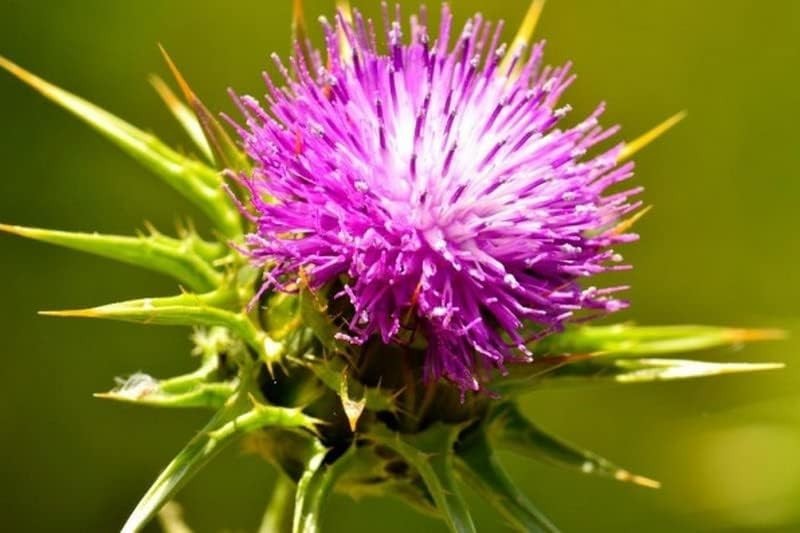 Easy-Grow 150 Count Purple Milk Thistle Seeds – Perfect Gift for Garden Lovers