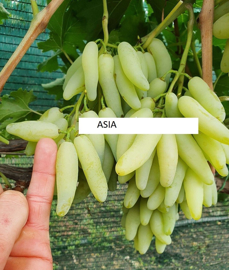 Asia SEEDLESS GRAPE VINE- 5 cuttings for rooting/grafting- imported ,Ukraine