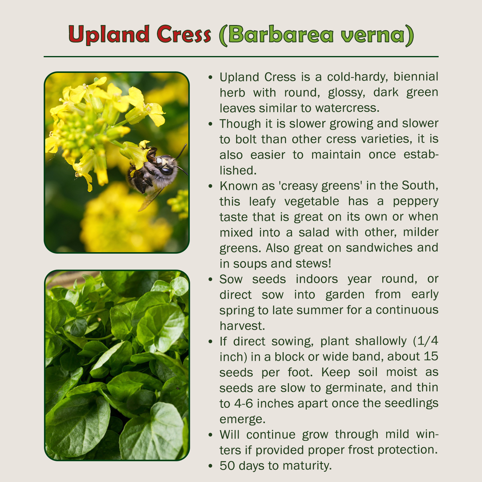 1000 Upland Cress Seeds (Barbarea verna), Creasy Greens, Non-GMO, Genuine USA