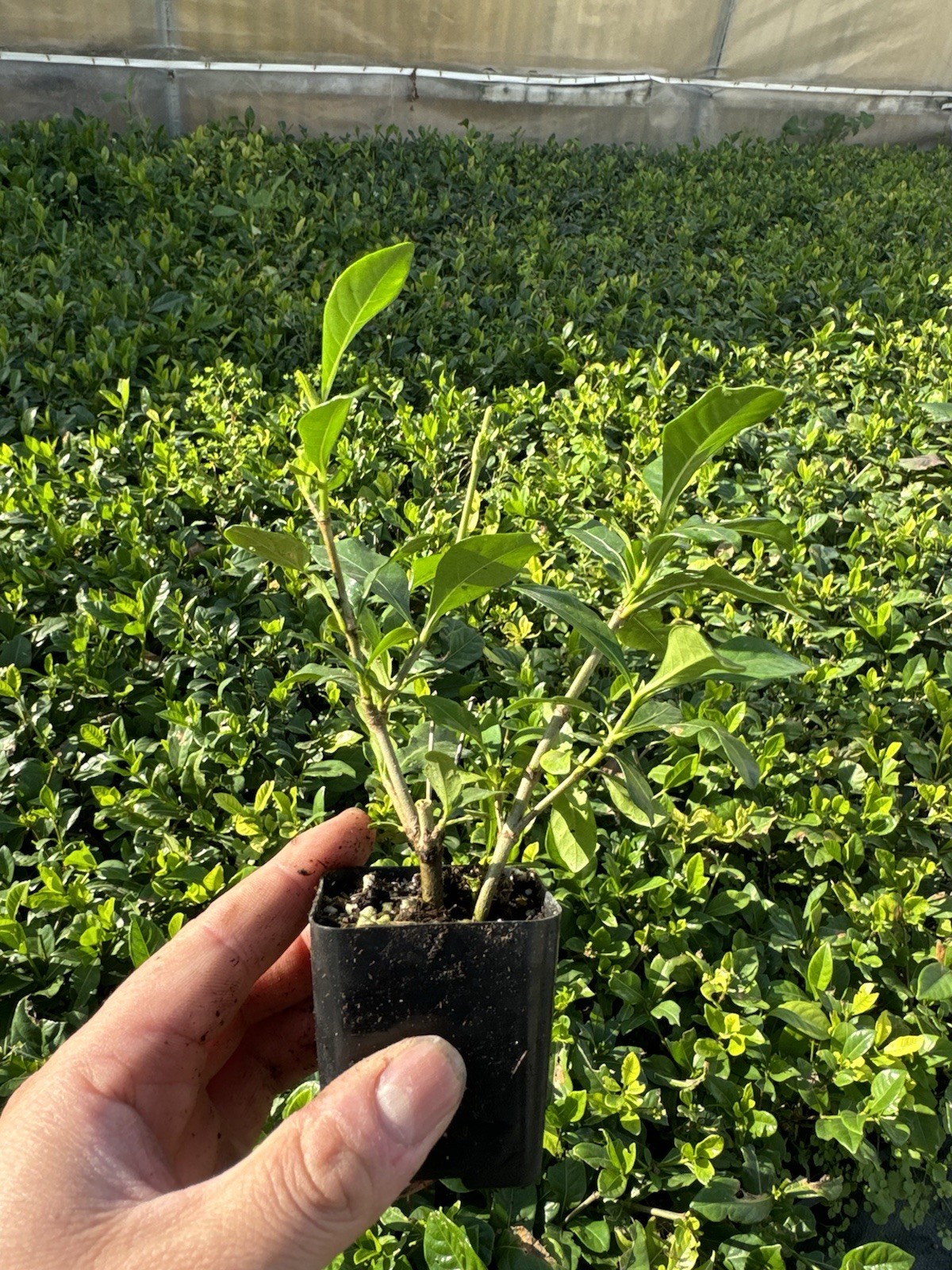 🌿 Everblooming Gardenia Veitchii Shrub – Fragrant Evergreen Garden Plant 🌸