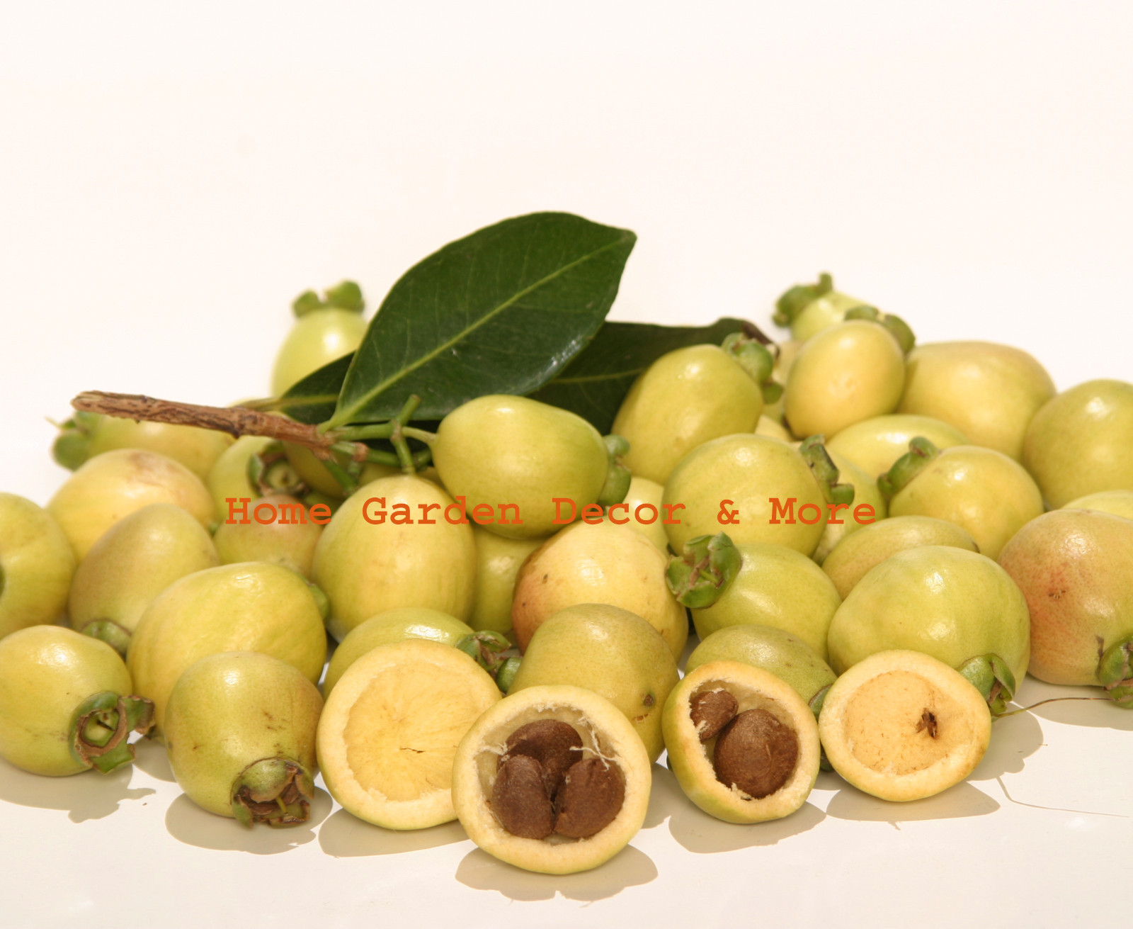 Golden ROSE APPLE Syzygium Jambos Tropical BIG Fruit Seedling Rooted Plant Tree