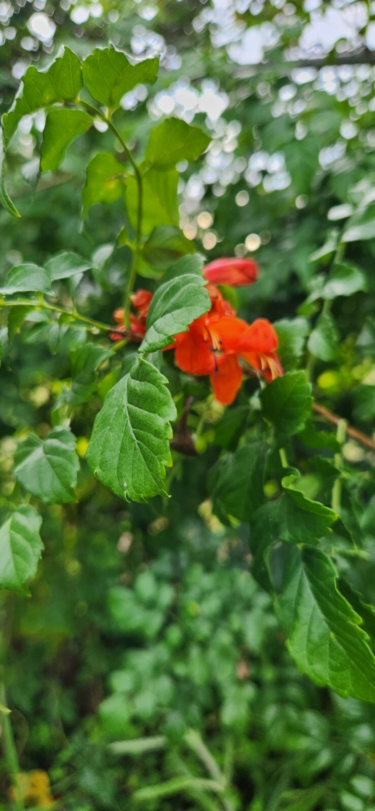 Rooted Cape HoneySuckle – Tecomaria Capensis attracts Butterflies Hummingbirds