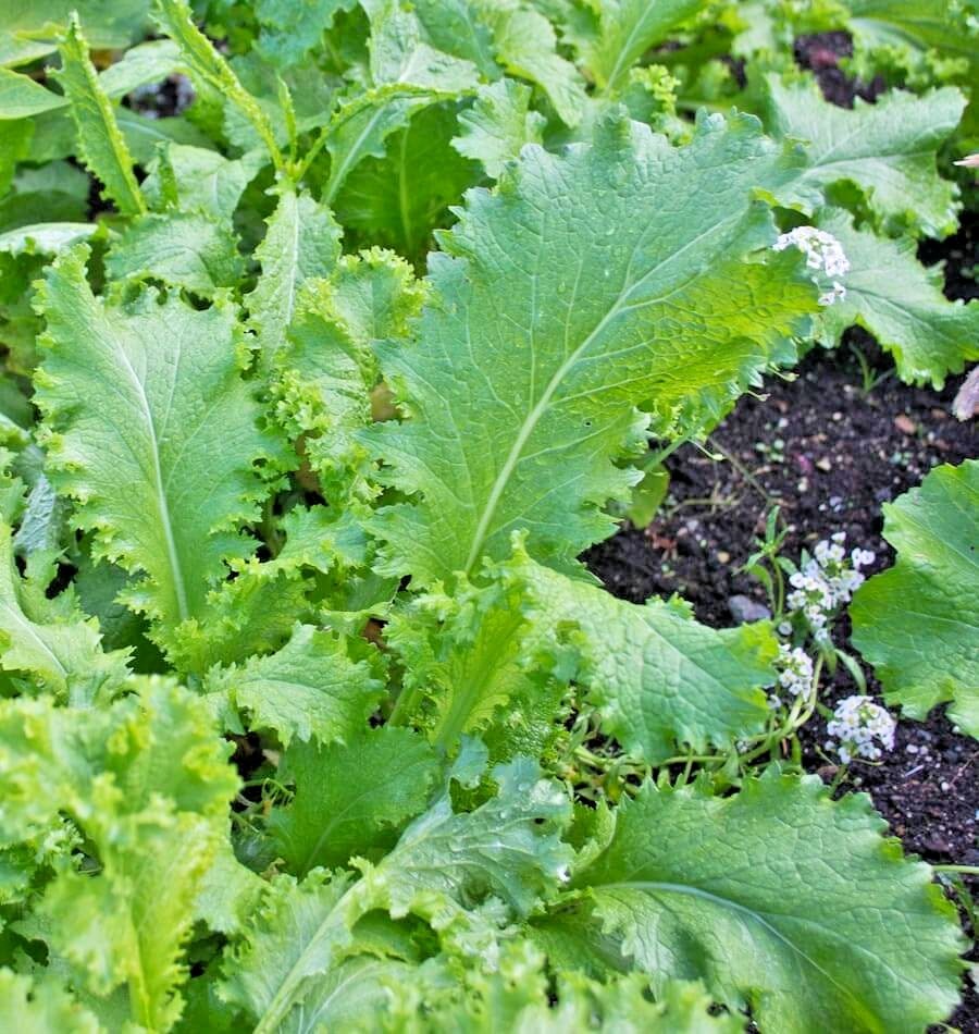 600+GIANT CURLED MUSTARD Seeds Heirloom Vegetable Garden Container Greens Easy