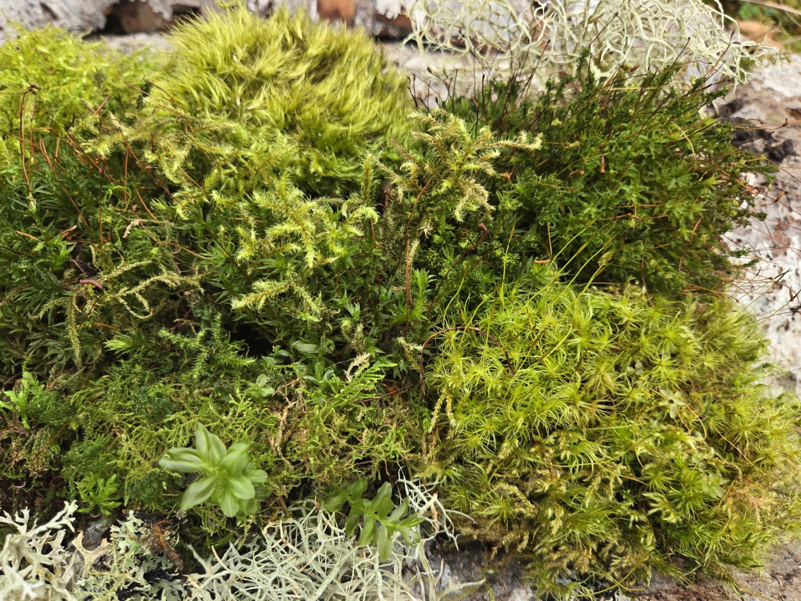 Live Moss Variety of PNW Forest Moss Quart Size Bag Terrarium Fairy Garden Decor
