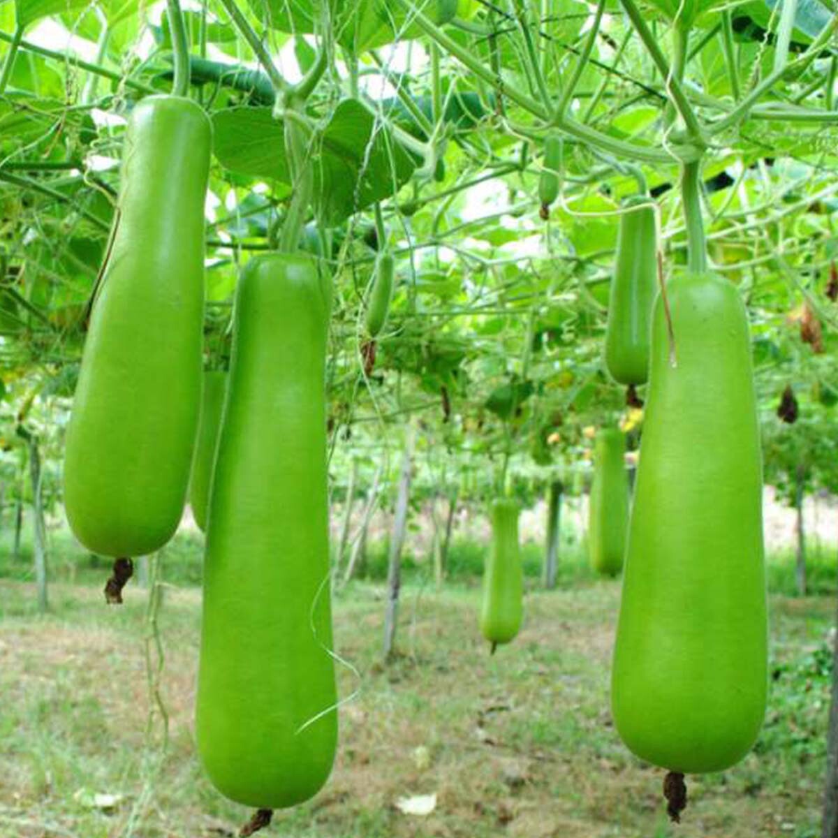 Bottle Gourd Seeds | Calabash Gourd, Gourds, Long Bottle Gourd Seeds | NON-GMO
