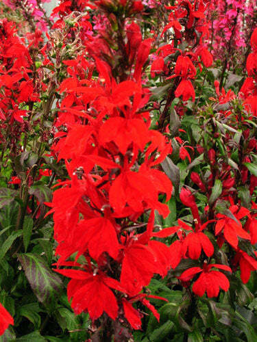 Lobelia speciosa ‘Starship Scarlet’ | 10 Pelletted Seeds