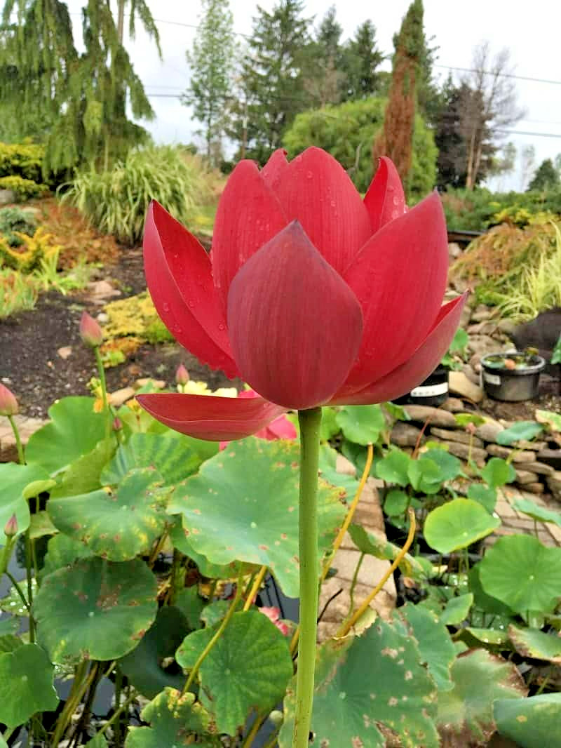 5 RED LOTUS SEEDS – Nelumbo Nucifera
