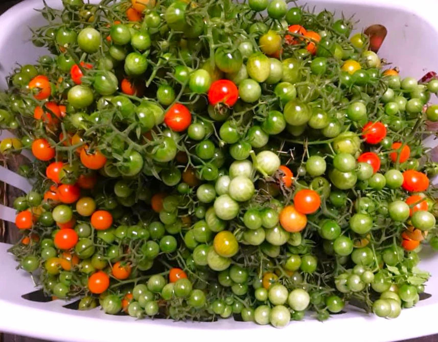 Red Robin Tomato (Micro Dwarf) Seeds – For 2026 Planting 6-12 Inches Tall