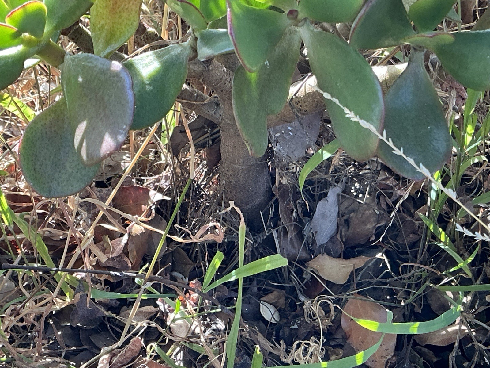 healthy jade plant with roots, Around 16” To 17” tall, rooted