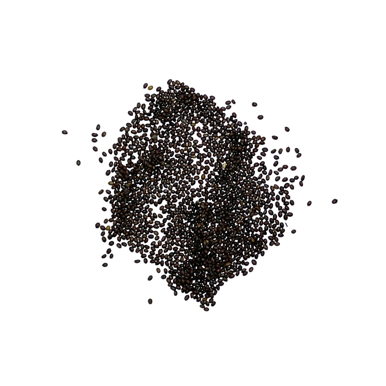 Holy Basil Herb Seeds For Planting (Ocimum sanctum)