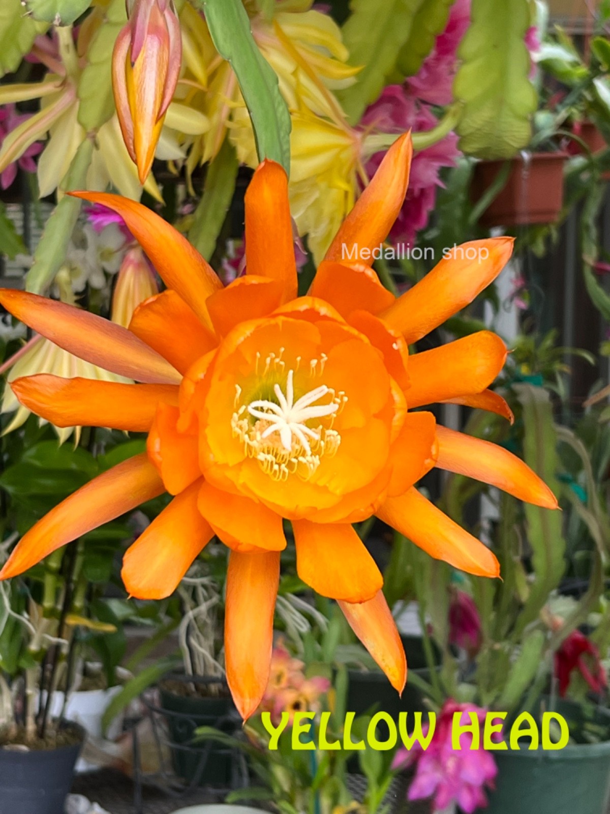 YELLOWHEAD Epiphyllum Orchid Cactus Well Rooted Cutting Plant
