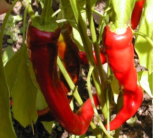 Long Red Cayenne hot pepper seeds non-gmo heirloom open pollinated EASY TO GROW