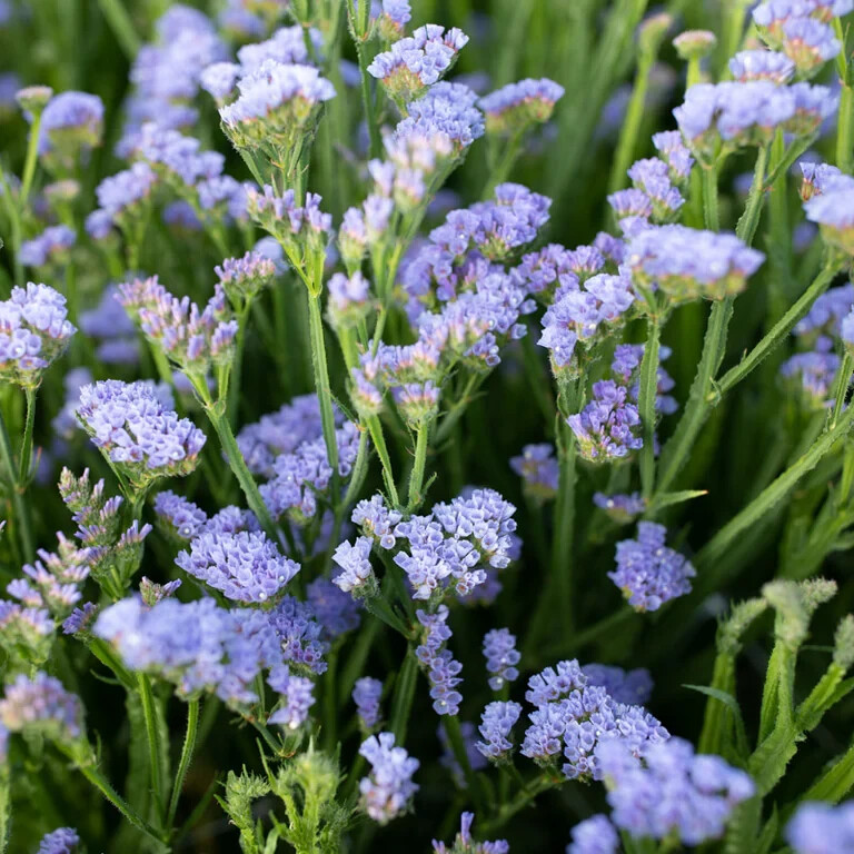 60 seeds STATICE BLUE Limonium Sinuatum Blue River