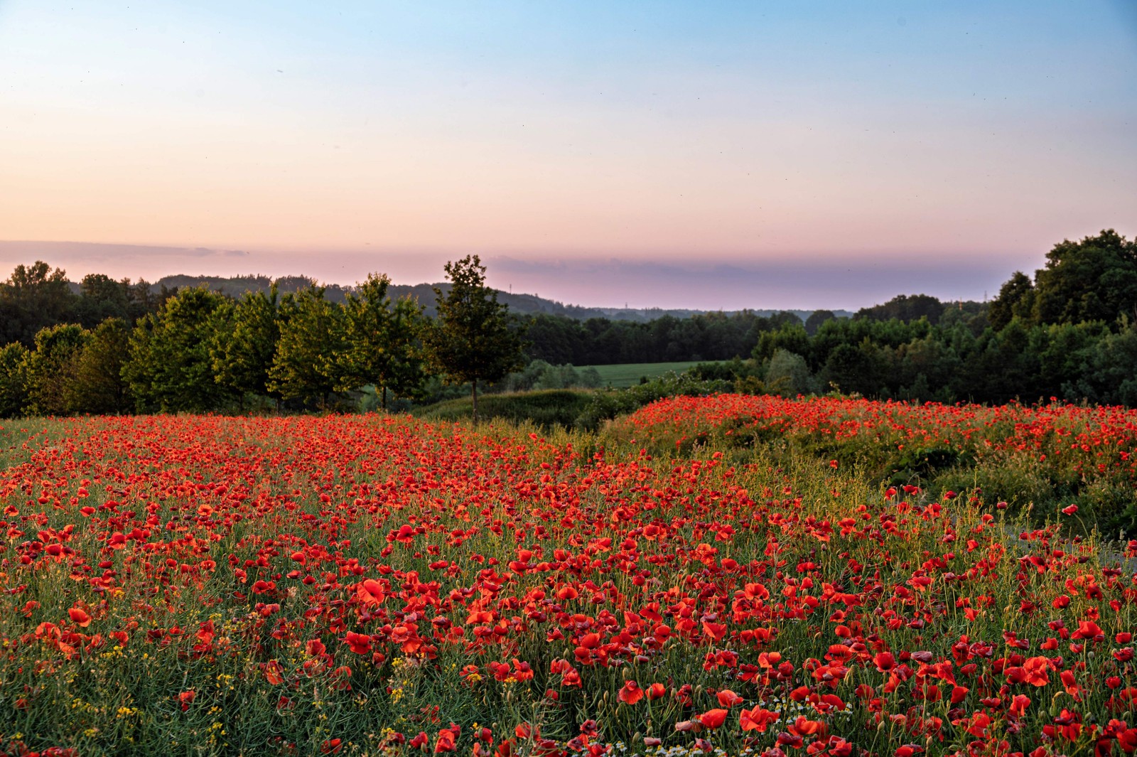 1000 Red AMERICAN LEGION POPPY Corn Shirley Flanders Papaver Rhoeas Flower Seeds
