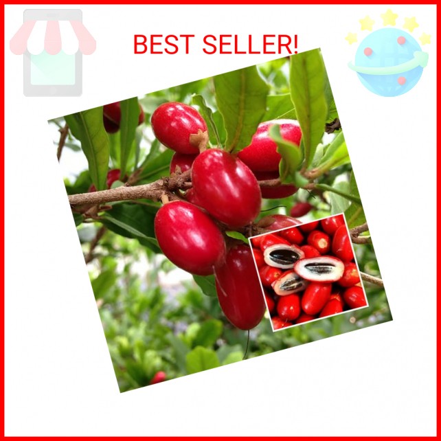 Miracle Berry Seeds – 35 Count – Fresh Synsepalum dulcificum Tropical Fruit Seed