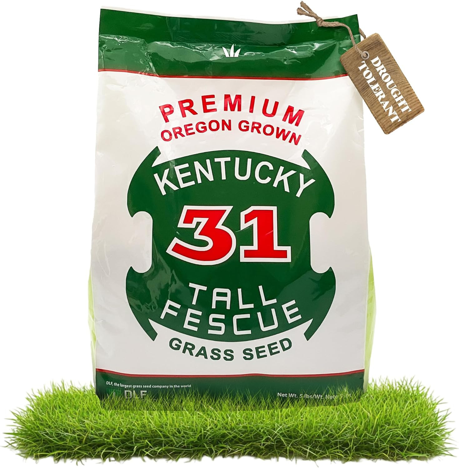 X-Seed Oregon Grown Kentucky 31 Tall Fescue Grass Seed for Sun and Shade Drought