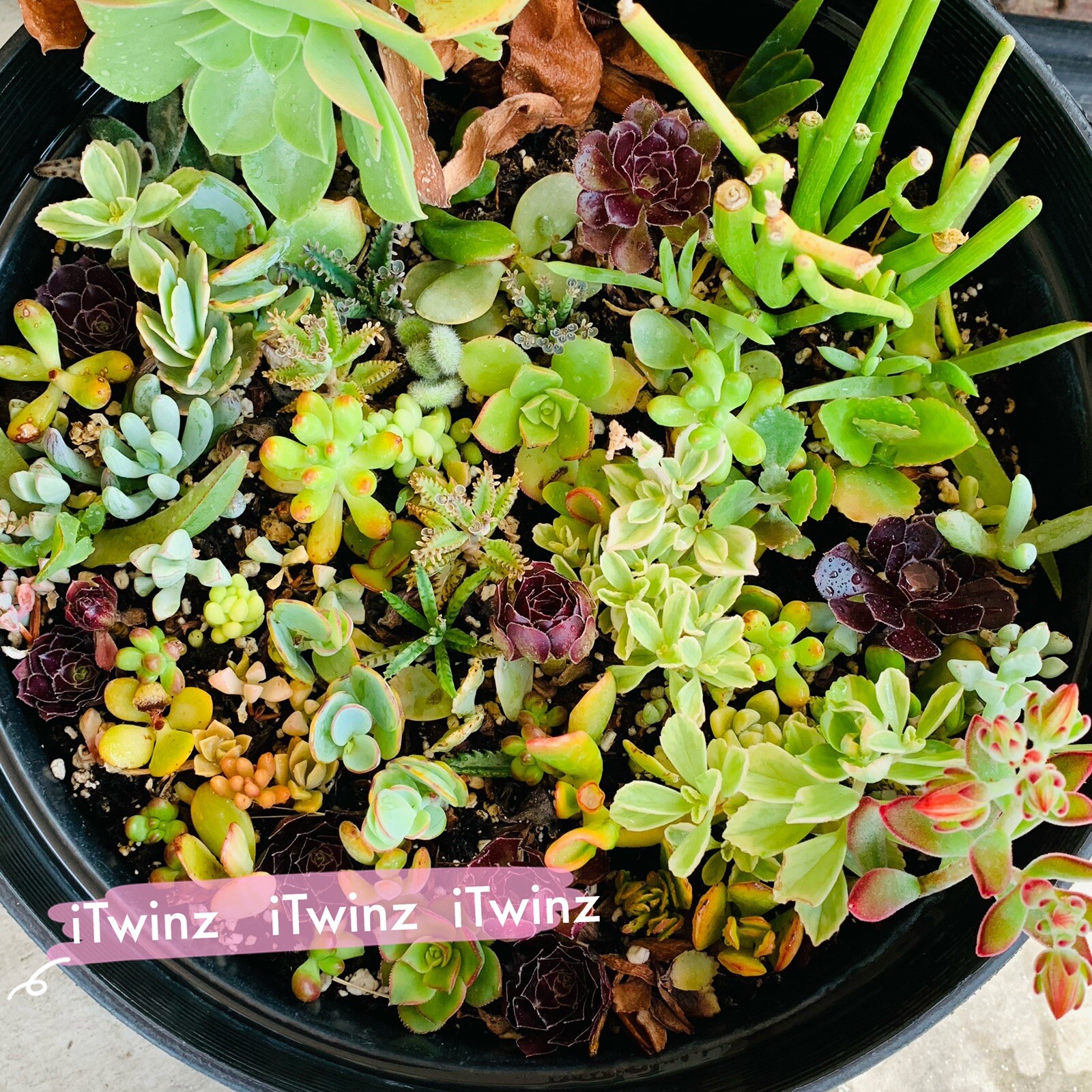 5 or 20 Cutting Assorted Succulent Cute 2″green Live plant cactus Gift Mother