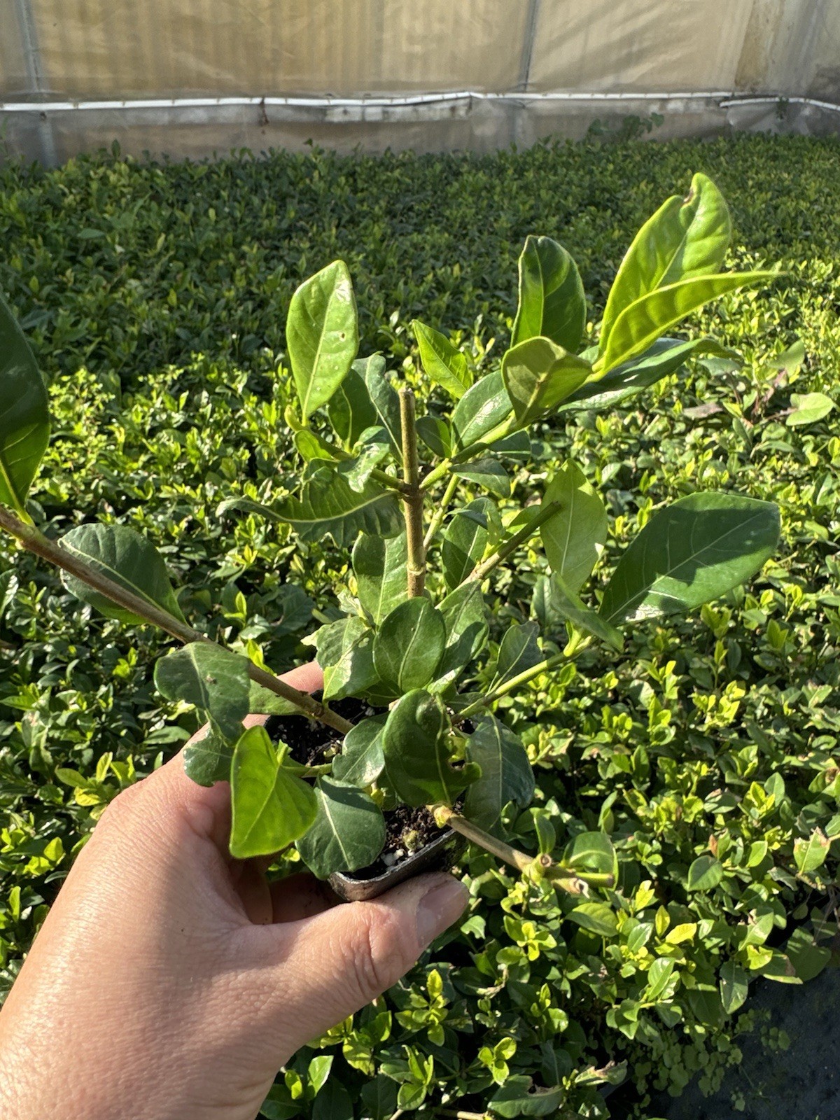 🌿 Everblooming Gardenia Veitchii Shrub – Fragrant Evergreen Garden Plant 🌸