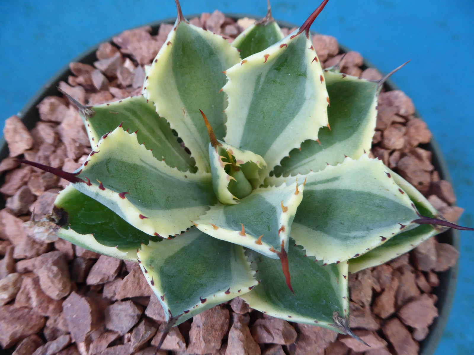 Agave “Desert Diamond” Variegated Sport of “Kissho Khan” Superb Succulent! 2″-3″