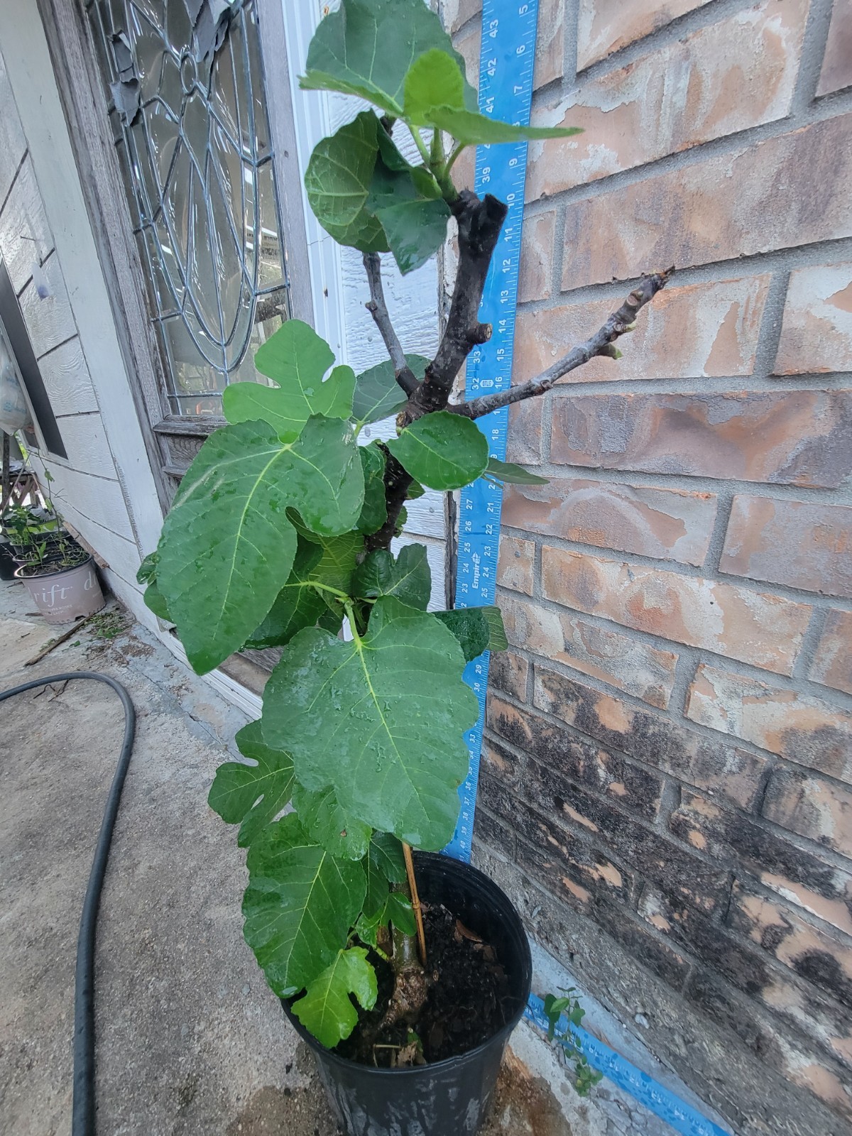 Celeste Fig Mature Plant, Thick Trunk Well Rooted