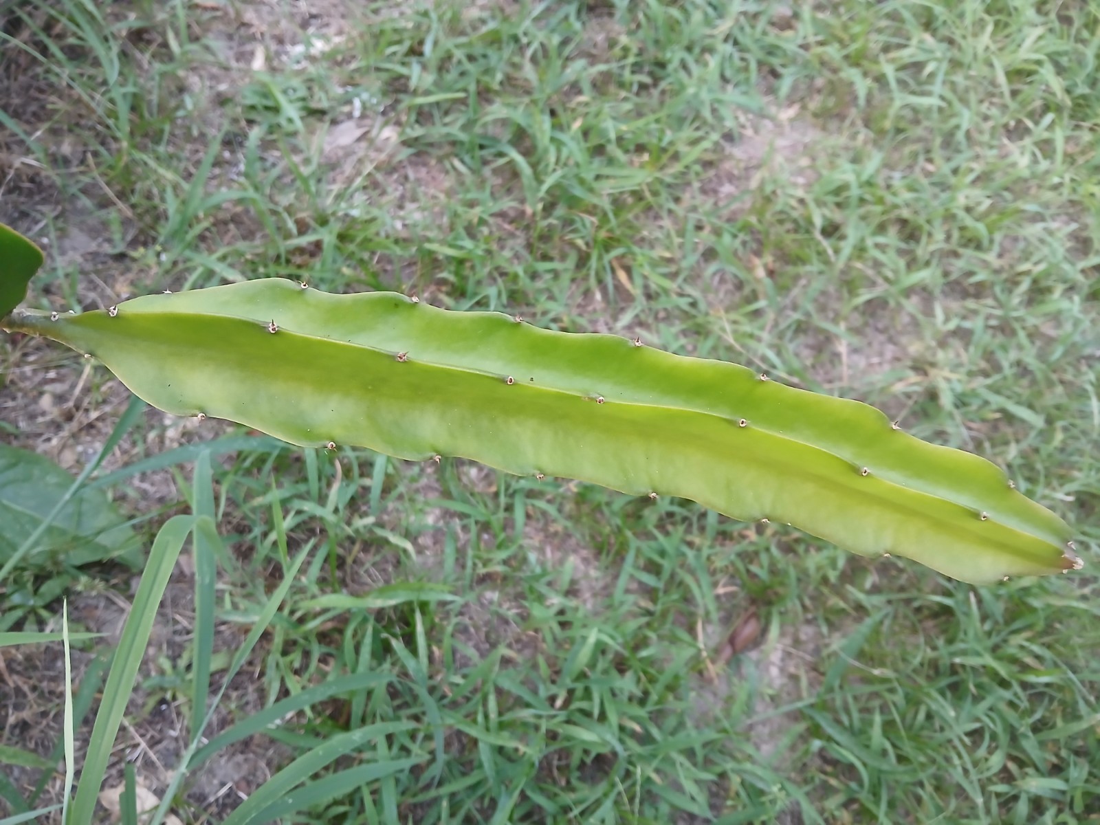 FRESH DRAGON FRUIT CUTTINGS – RANDOM VARIETY – 10″ (15 cutting)