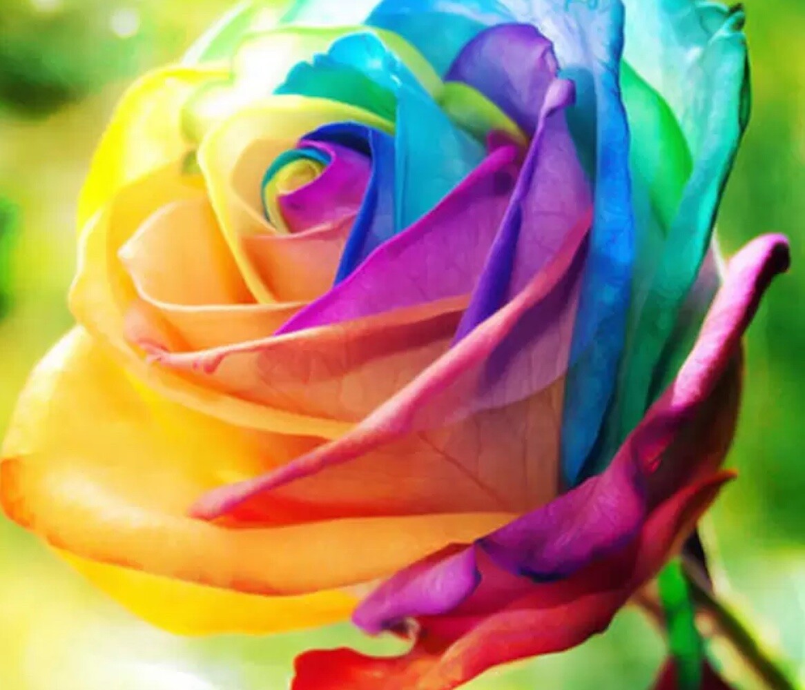 25pc RAINBOW ROSE SEEDS Garden Plant Flower rare exotic USA seller FREE shipping