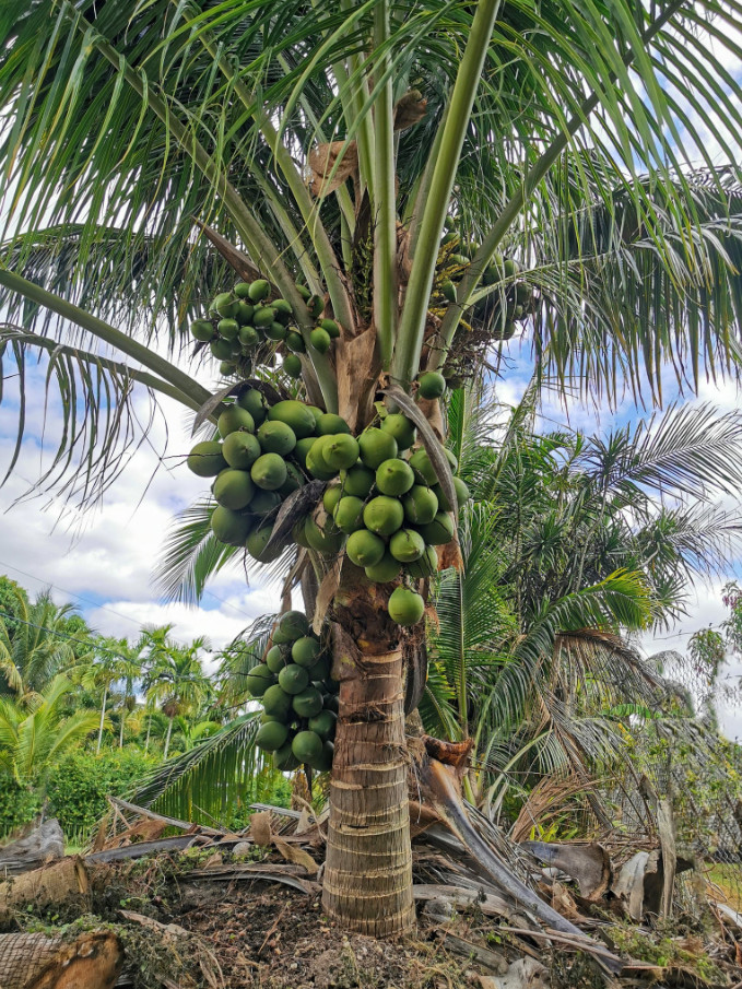 🥥 1 Dwarf Green Malayan Coconut Seed – Tropical Edible Palm – Unsprouted