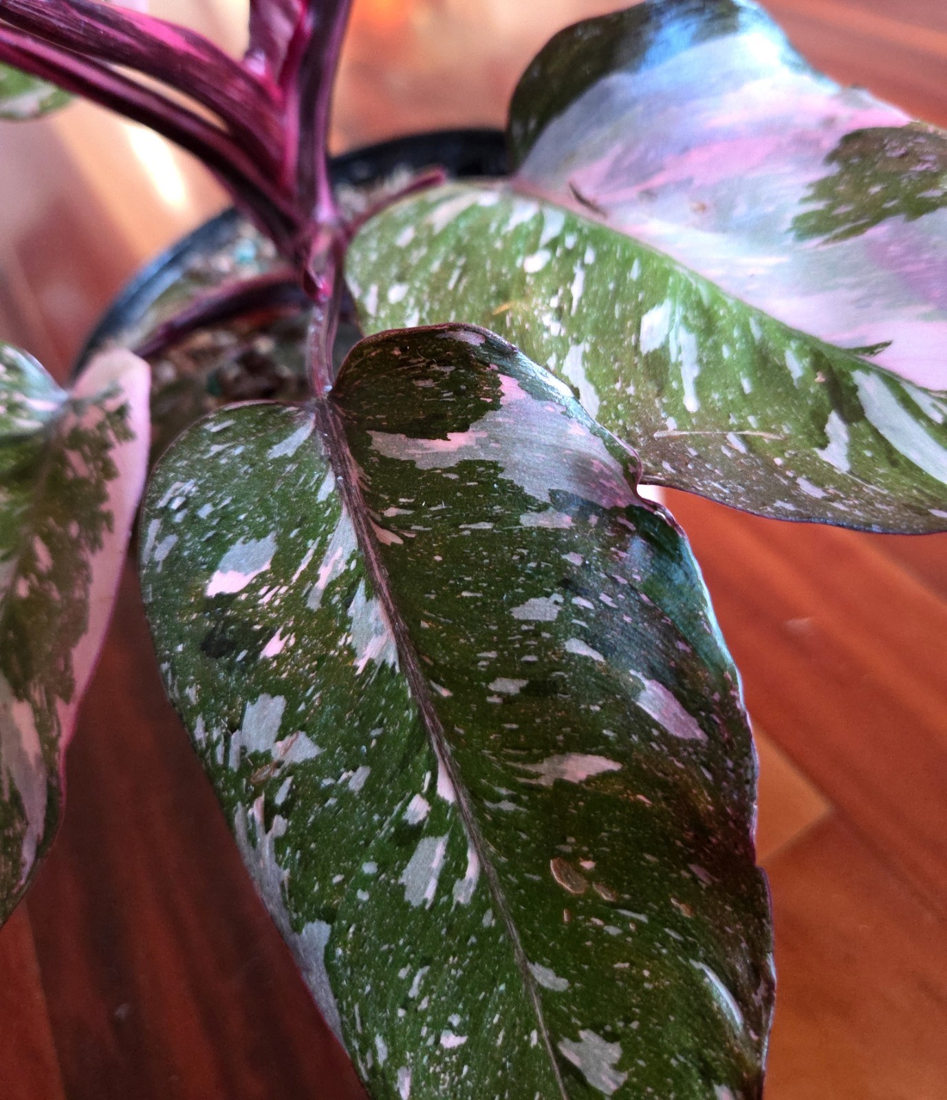 Rare Philodendron Dark Scarlet Princess 12″ Tall W Pups Not Anthurium Monstera