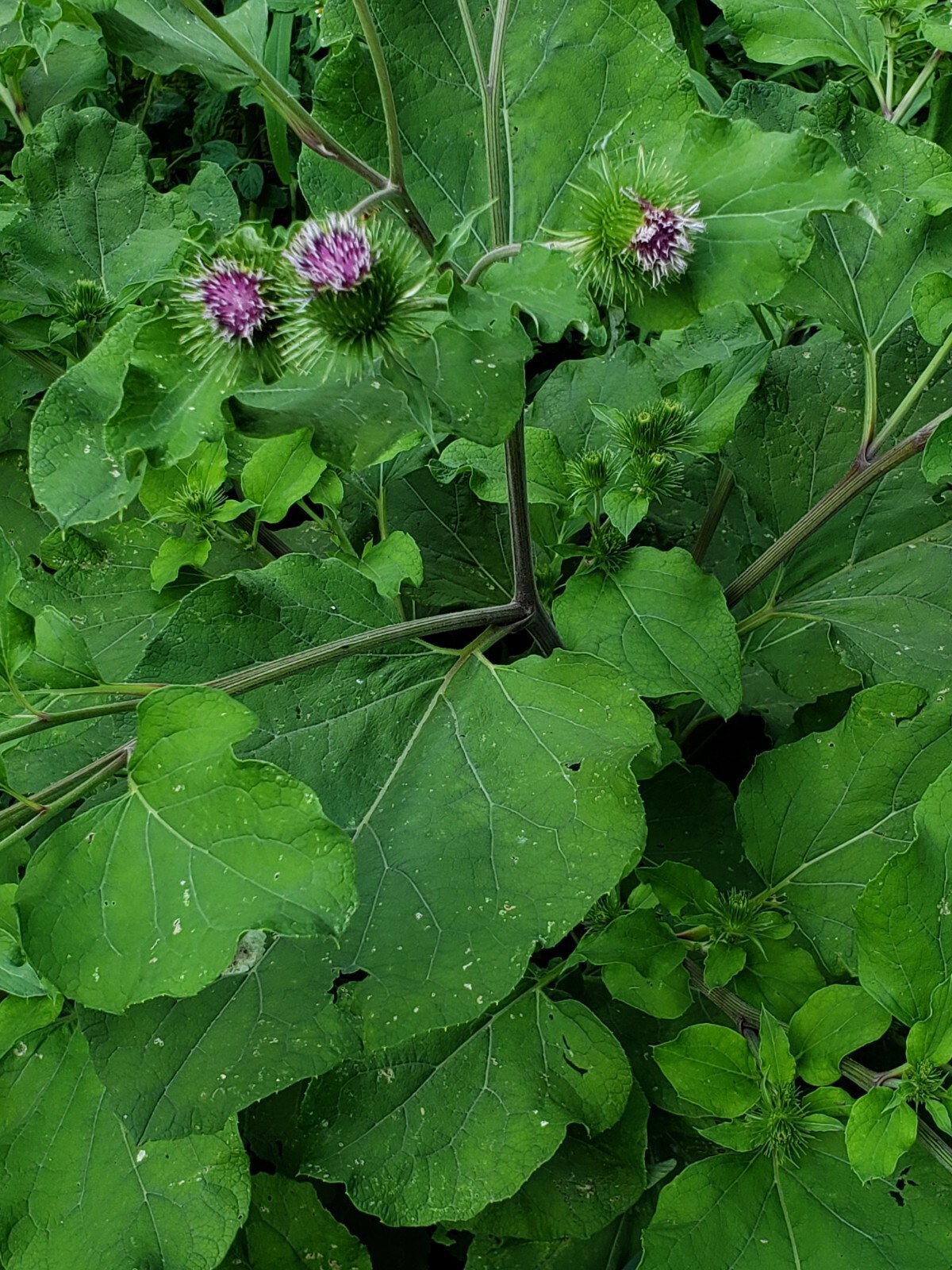 Greater Burdoch, Arctium Lappa 1/4 Tsp.