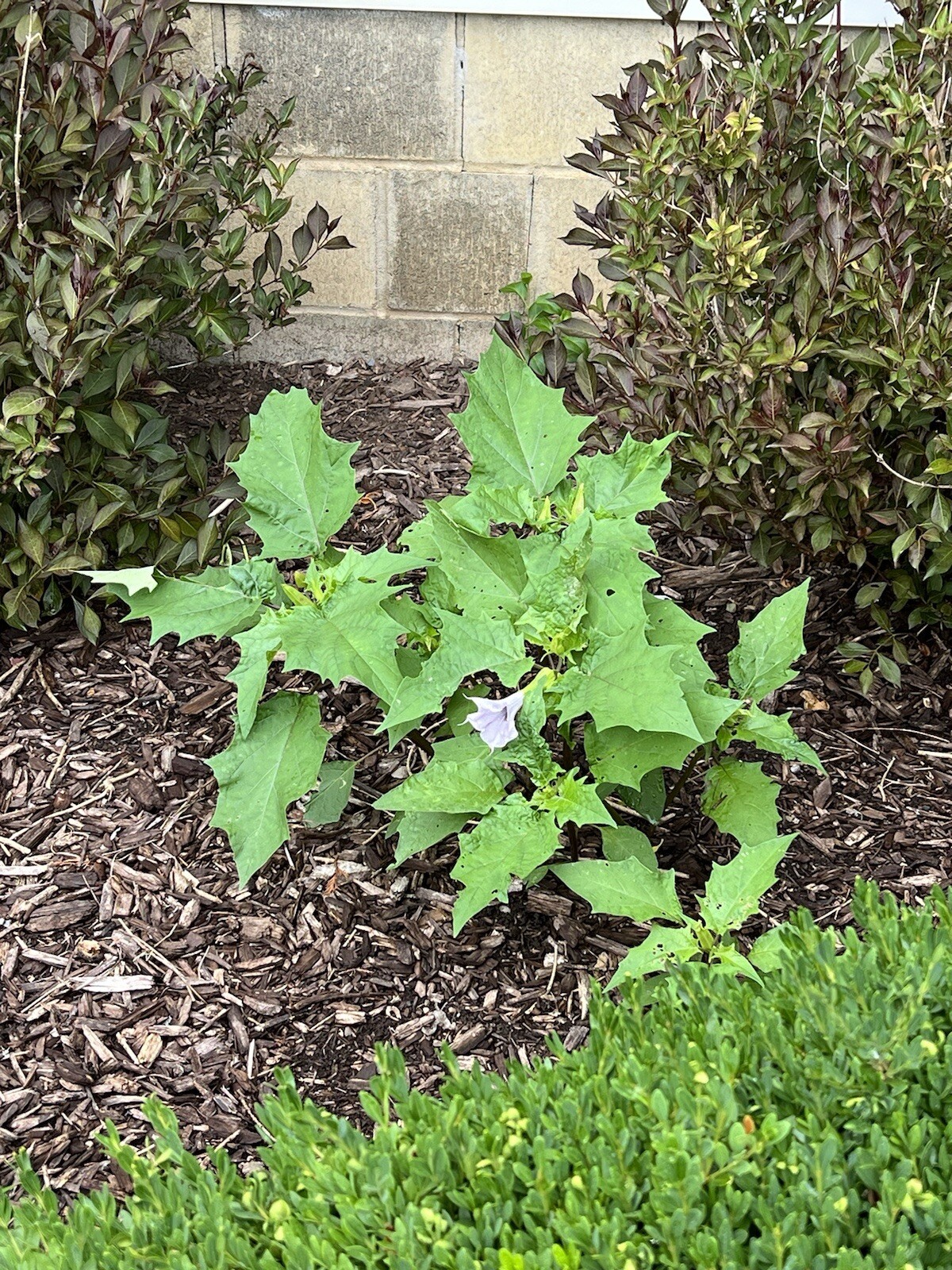 (100+) Datura Stramonium Jimsonweed Moon Lily Flower Seeds