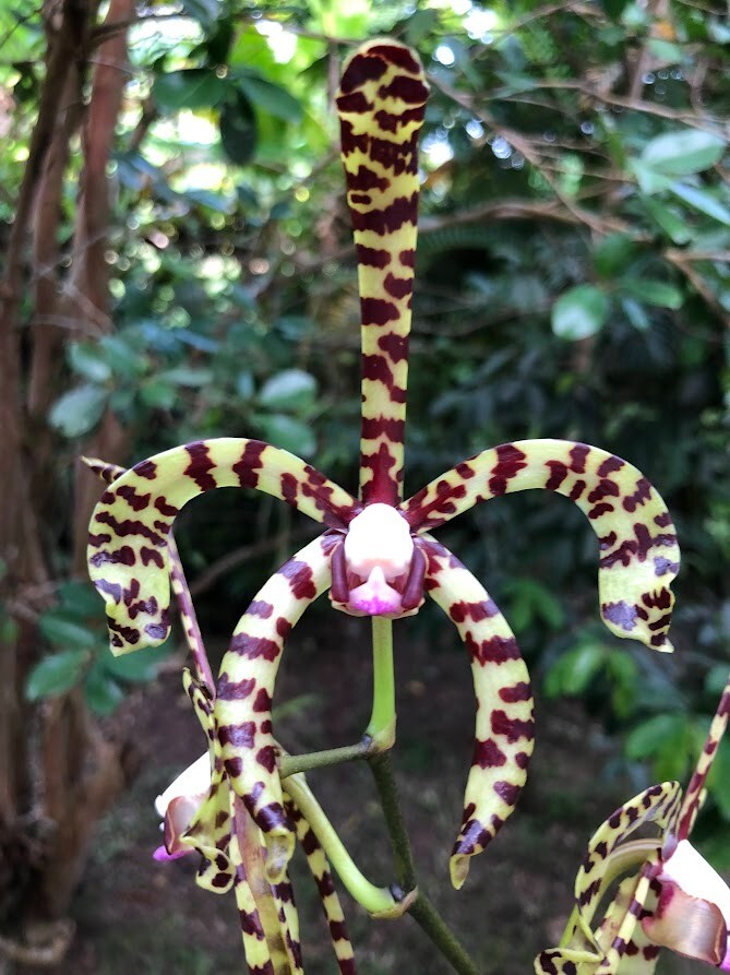 Orchid Plants Vanda arachnis hybrid