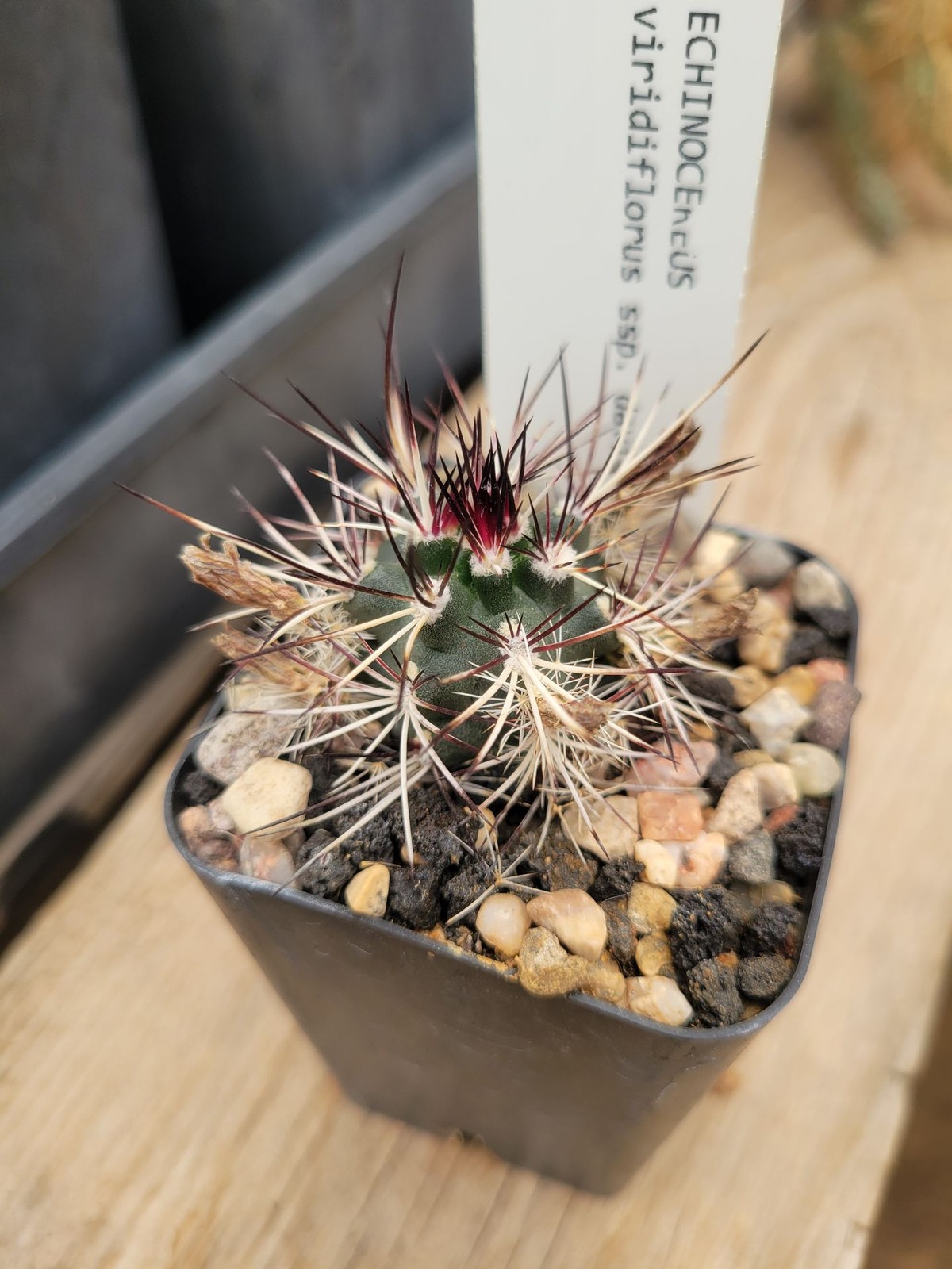Echinocereus davisii (see description) (cactus – succulent – plant)