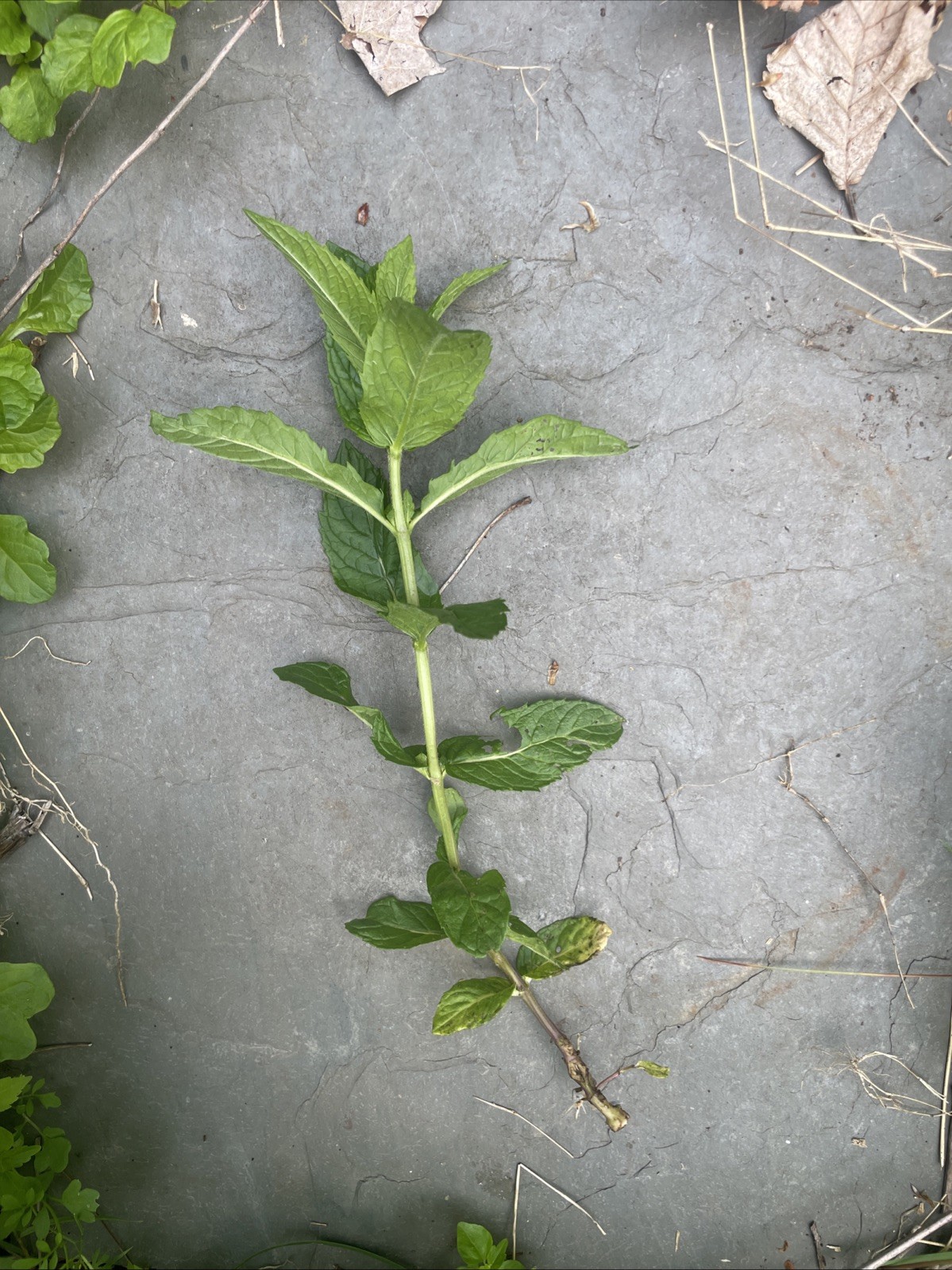 6 Peppermint Plant Clumps w/ Roots No Pesticides /GMO Will be Fresh Picked