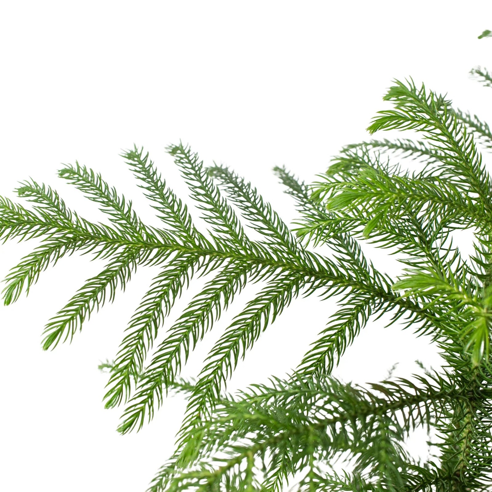 Norfolk ‘Island Pine’