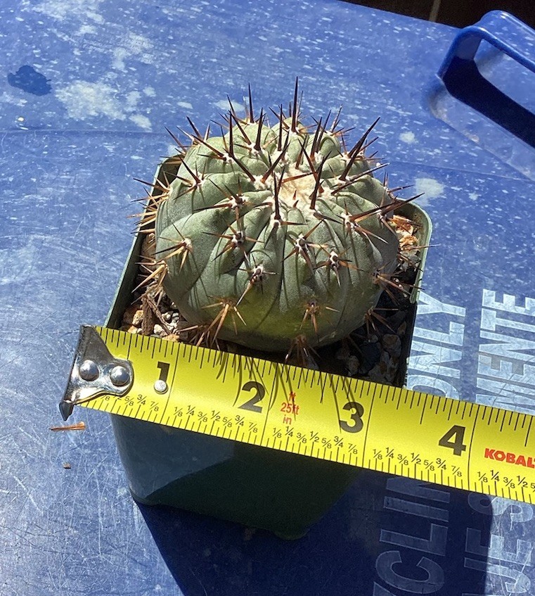 Beautiful Copiapoa Cinerea -Blk Spines- RARE! (Own Roots) -Sold Potted